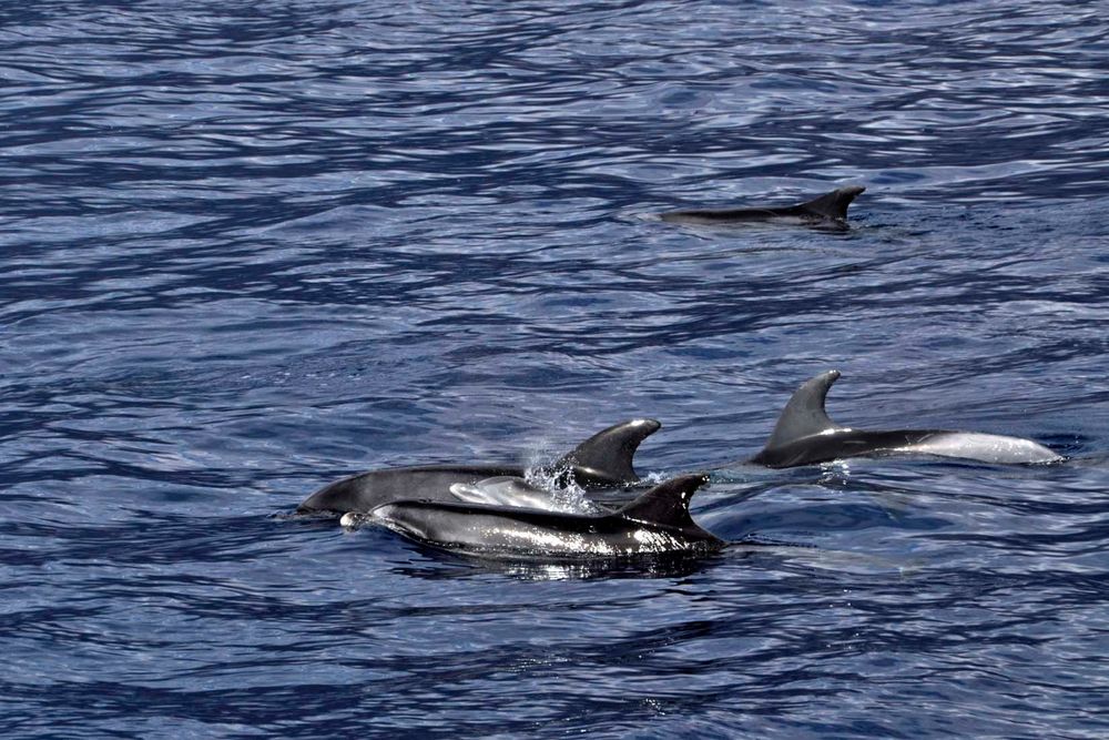 Whalewatching: Delphine in der Masca Bucht