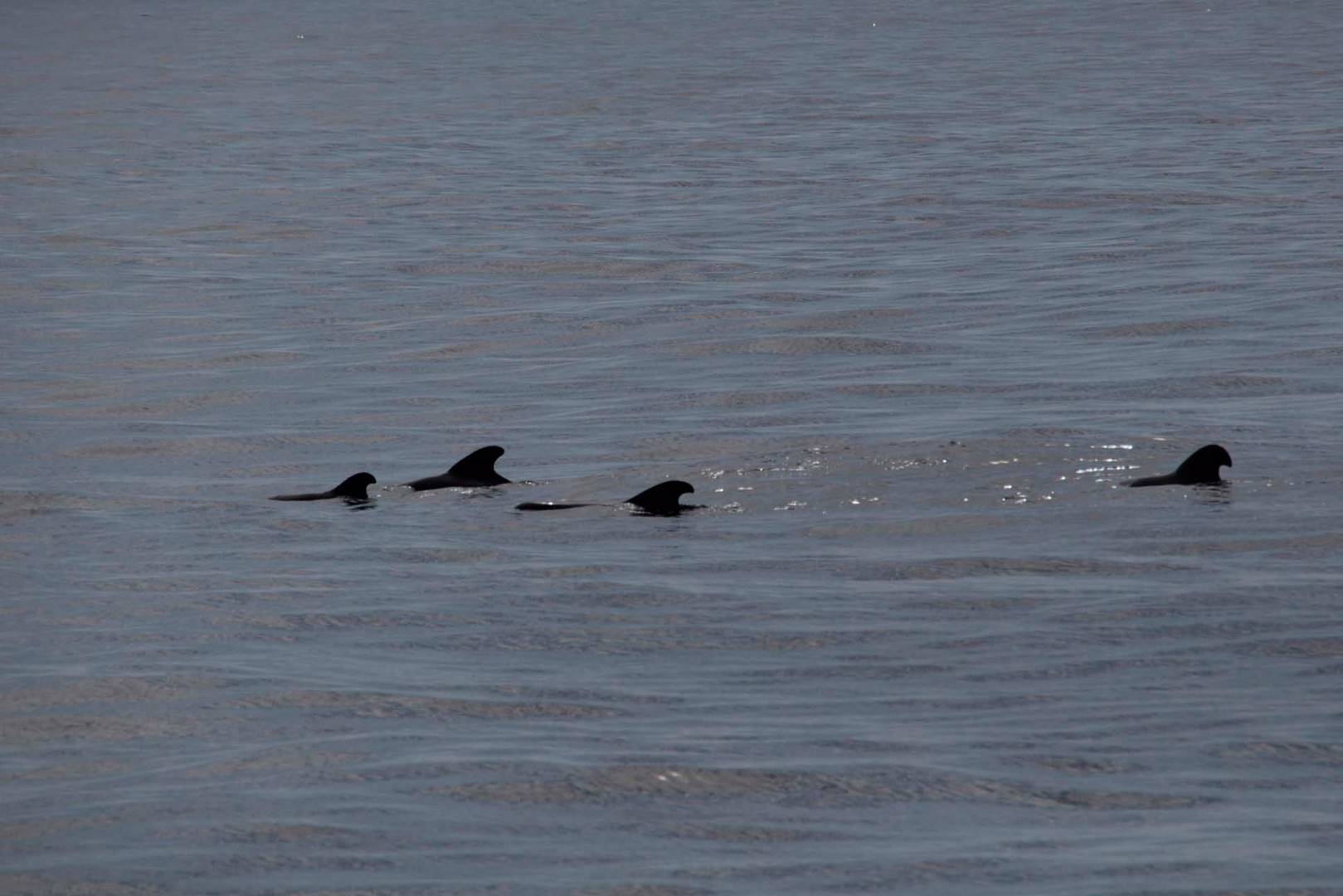 Whalewatching: Delphine und Wale in der Masca Schlucht III