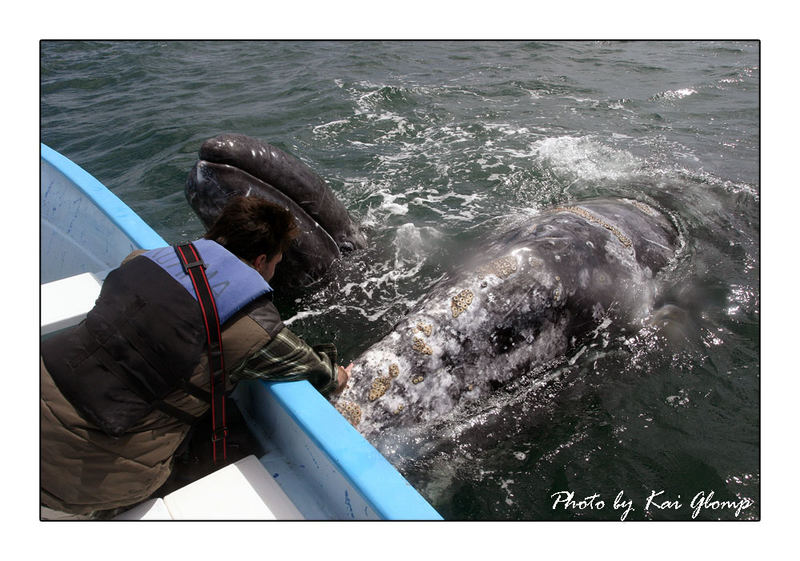 Whalewatching der besonderen Art...