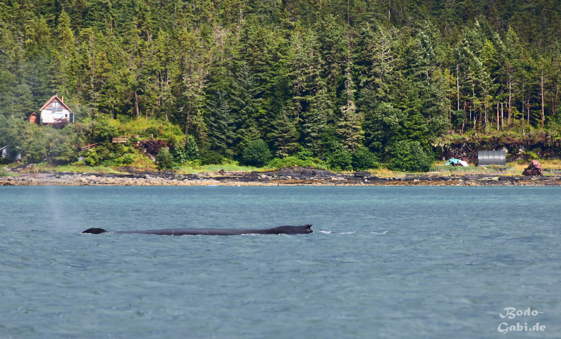 Whalewatching II