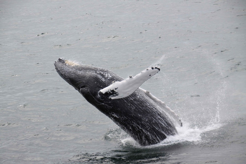 Whalewatching in Boston (MA) 2