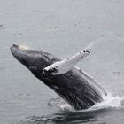 Whalewatching in Boston (MA) 2