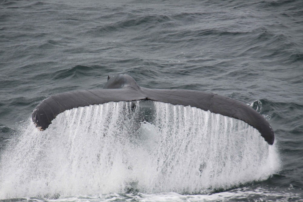 Whalewatching in Boston (MA)