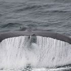 Whalewatching in Boston (MA)