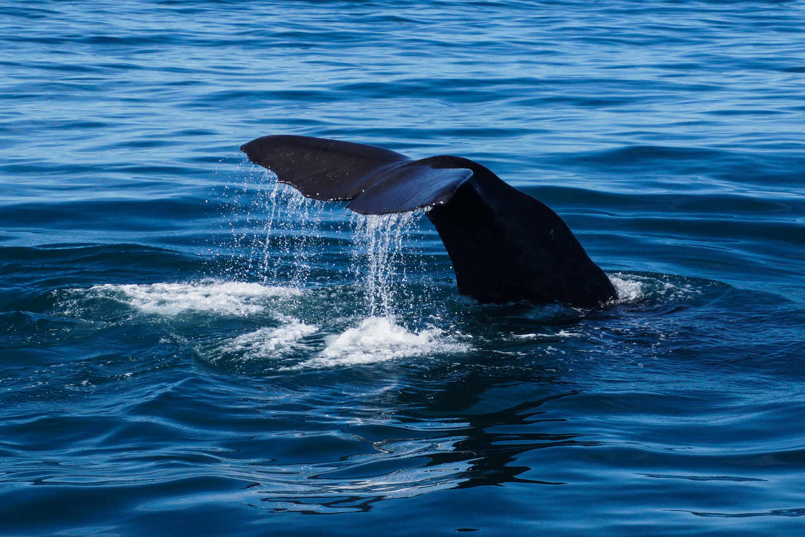 Whalewatching in Kaikoura 