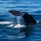 Whalewatching in Kaikoura 