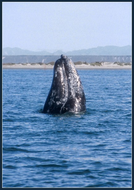 Whalewatching - oder ist es nicht umgekehrt?