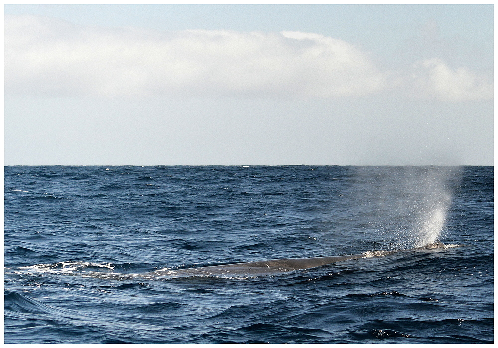 Whalewatching / Pottwal vor den Azoren 2013