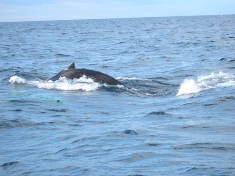 Whalewatching vor Husavik