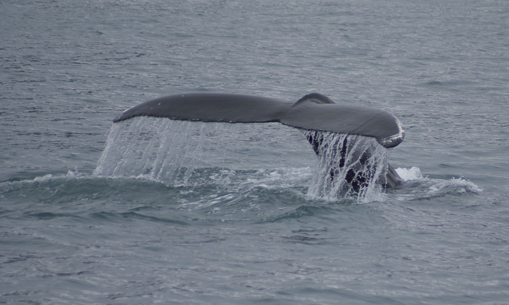 Whalewatching vor Husavik