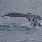 Whalewatching vor Husavik