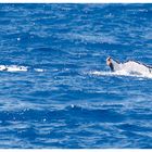 Whalewatching vor Maui