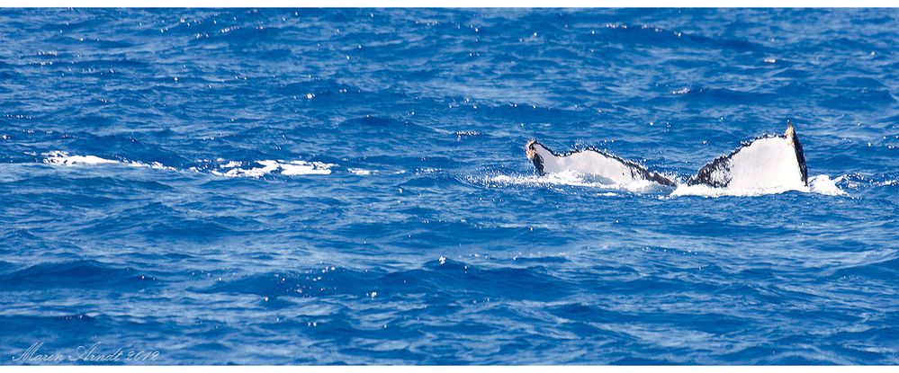 Whalewatching vor Maui