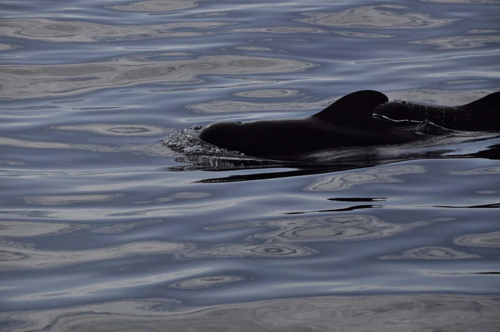 Whalewatching: Wale in der Masca Bucht