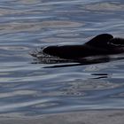 Whalewatching: Wale in der Masca Bucht