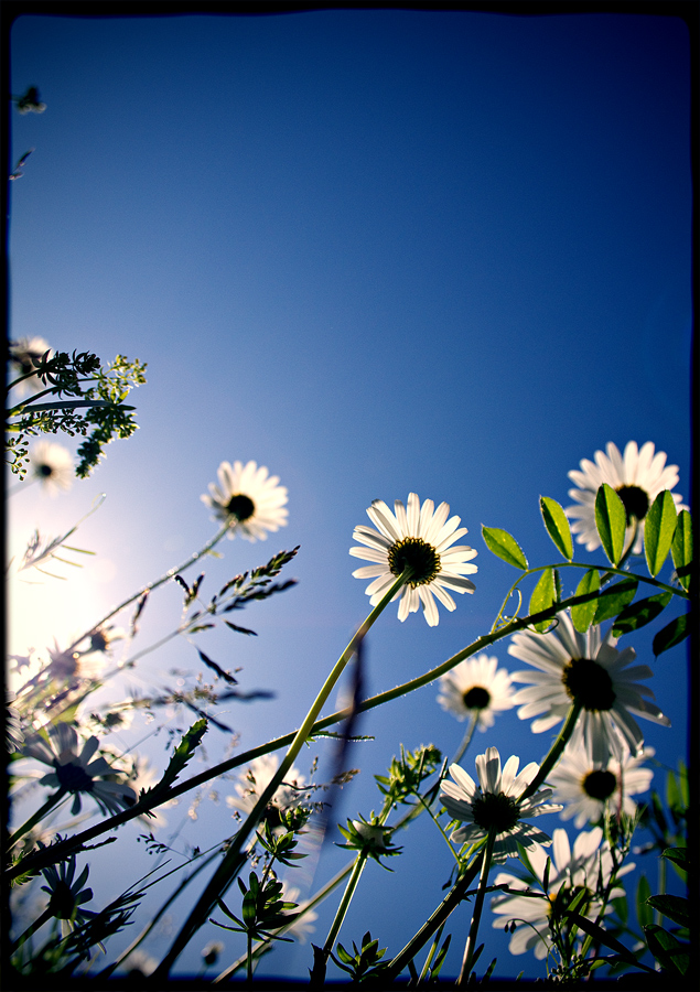 What a bug sees on a fine day