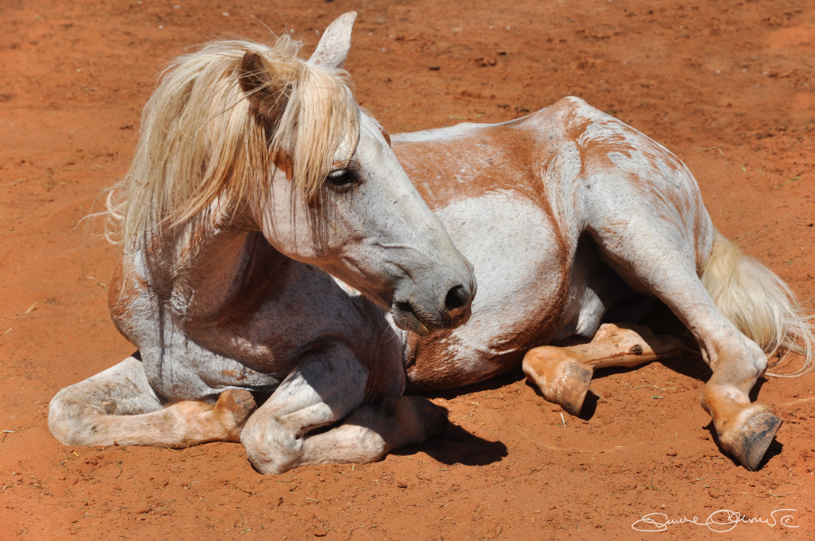 ... what a happy horse...