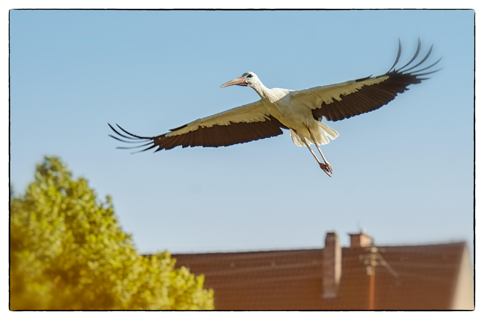 What a majestic storch ...