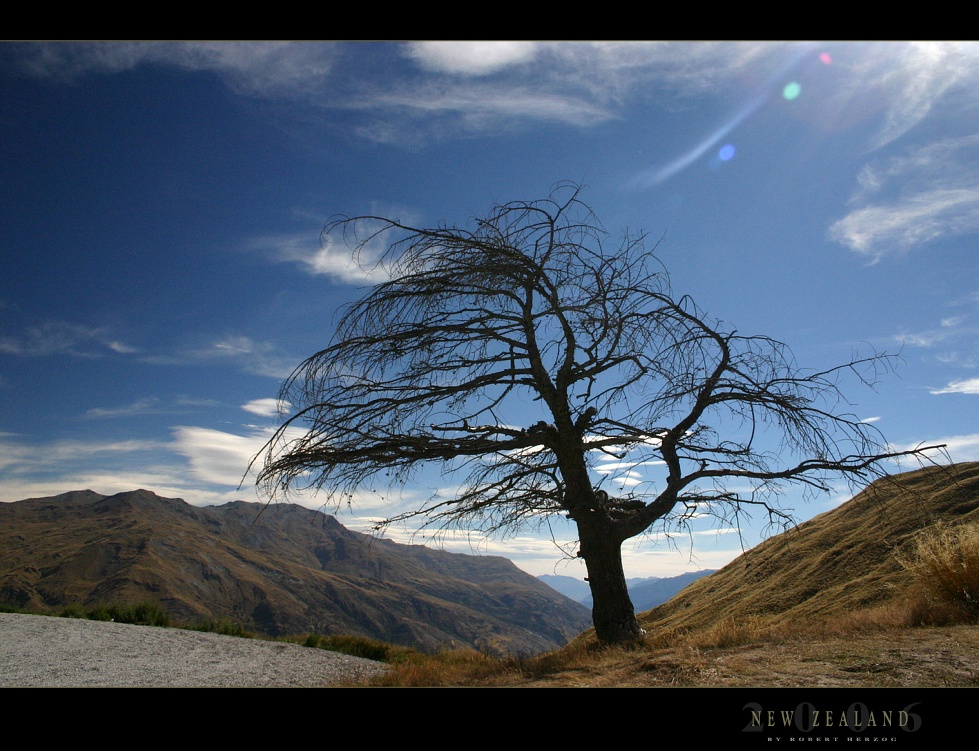 What a tree!