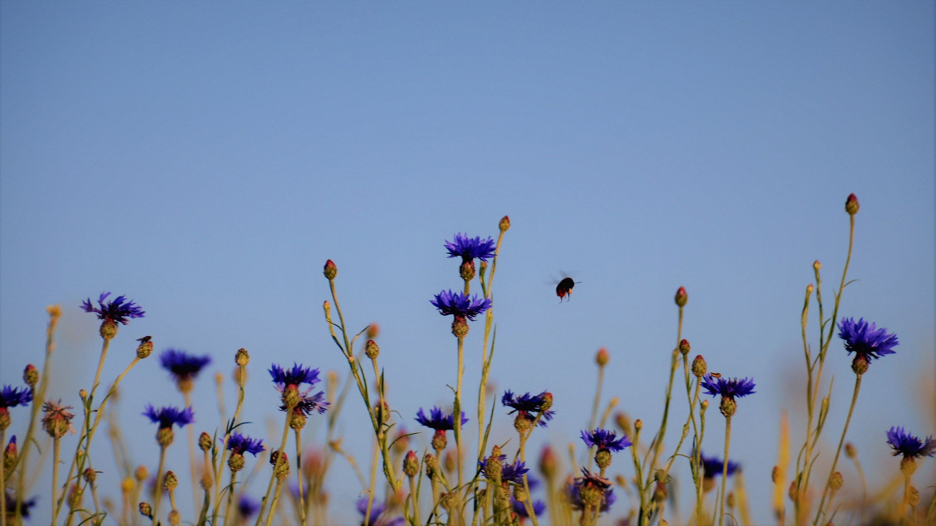 what a wonderful blue...