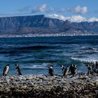 What a wonderful day auf Robben Island