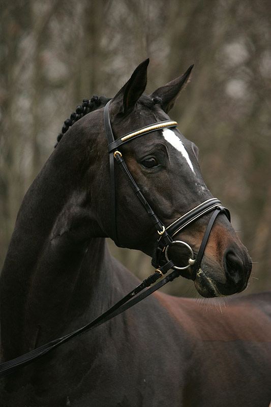 ** what a wonderfull horse **