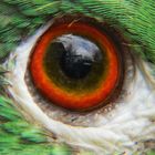 What an eye of a parrot can see (BW=420mm KB)