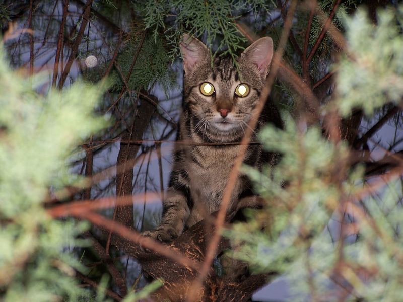 What are you doing up the tree?