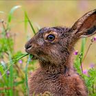 What are you looking at? Never seen a hare eating?