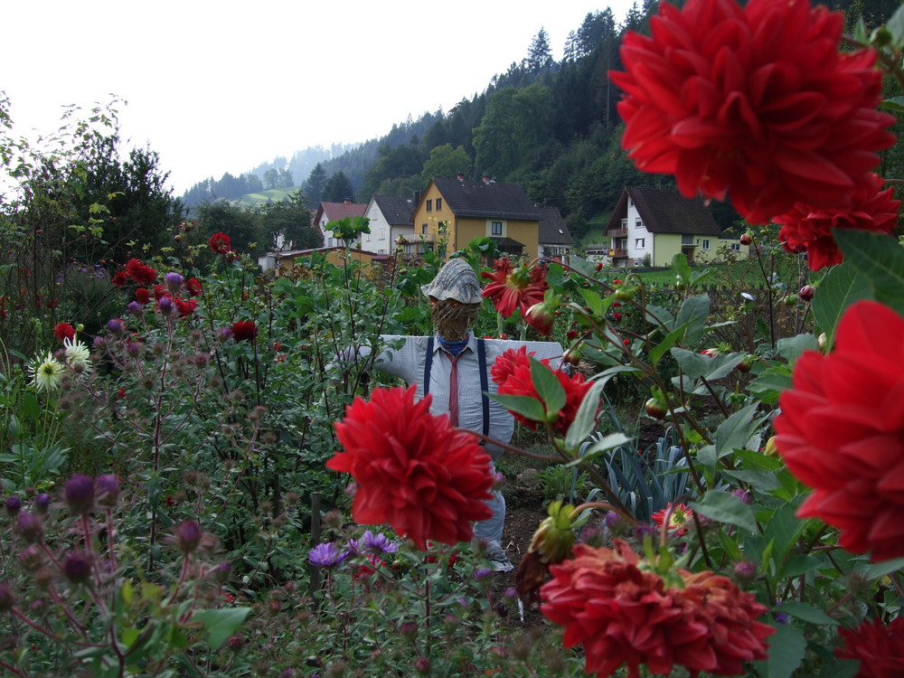 What can scare a scarecrows ?