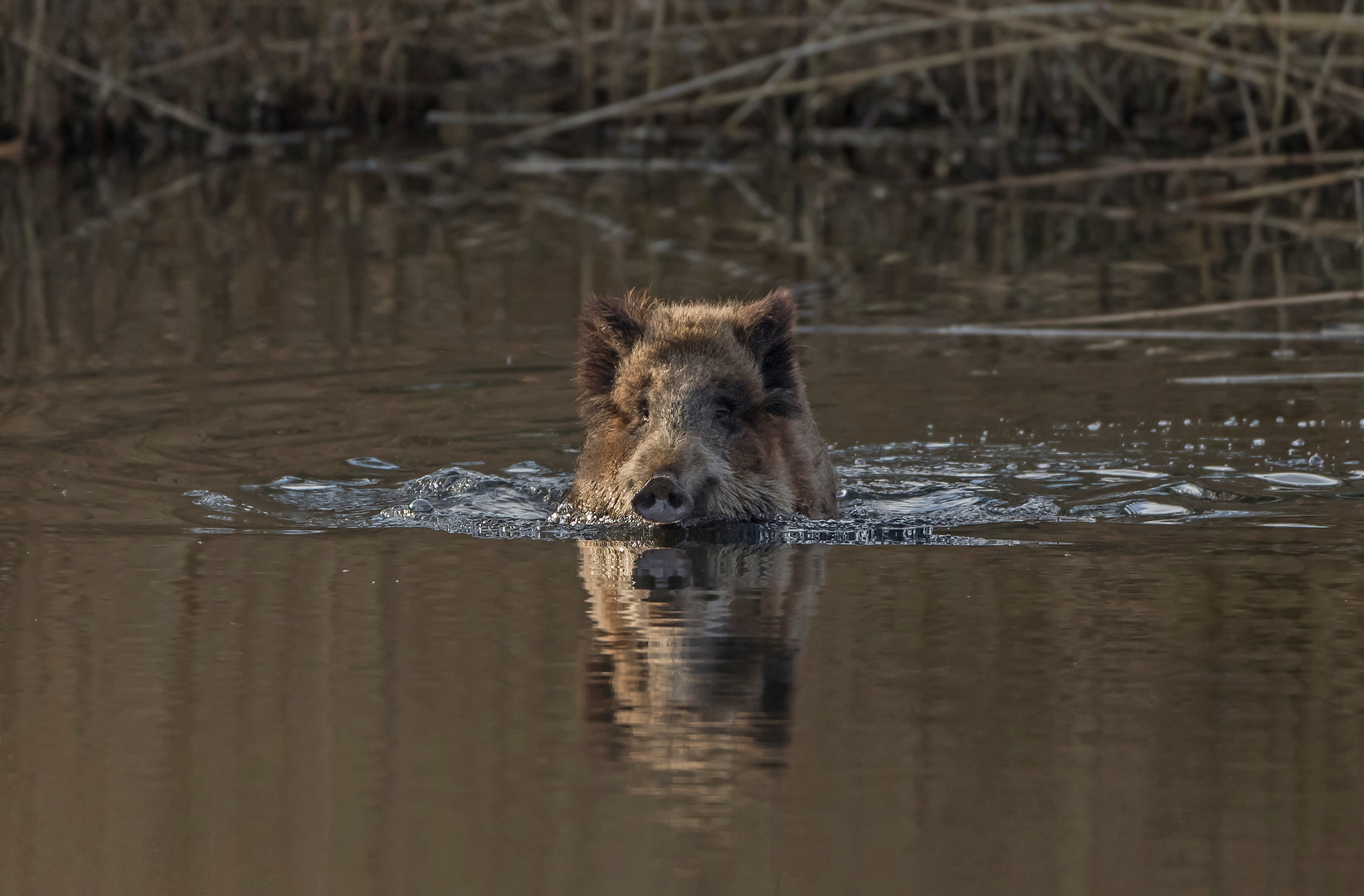 What should you do if a wild boar swims towards you ?