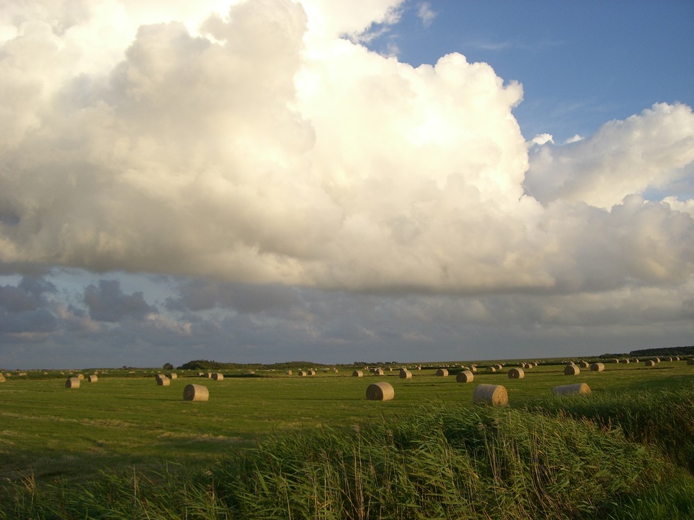 What the hay?