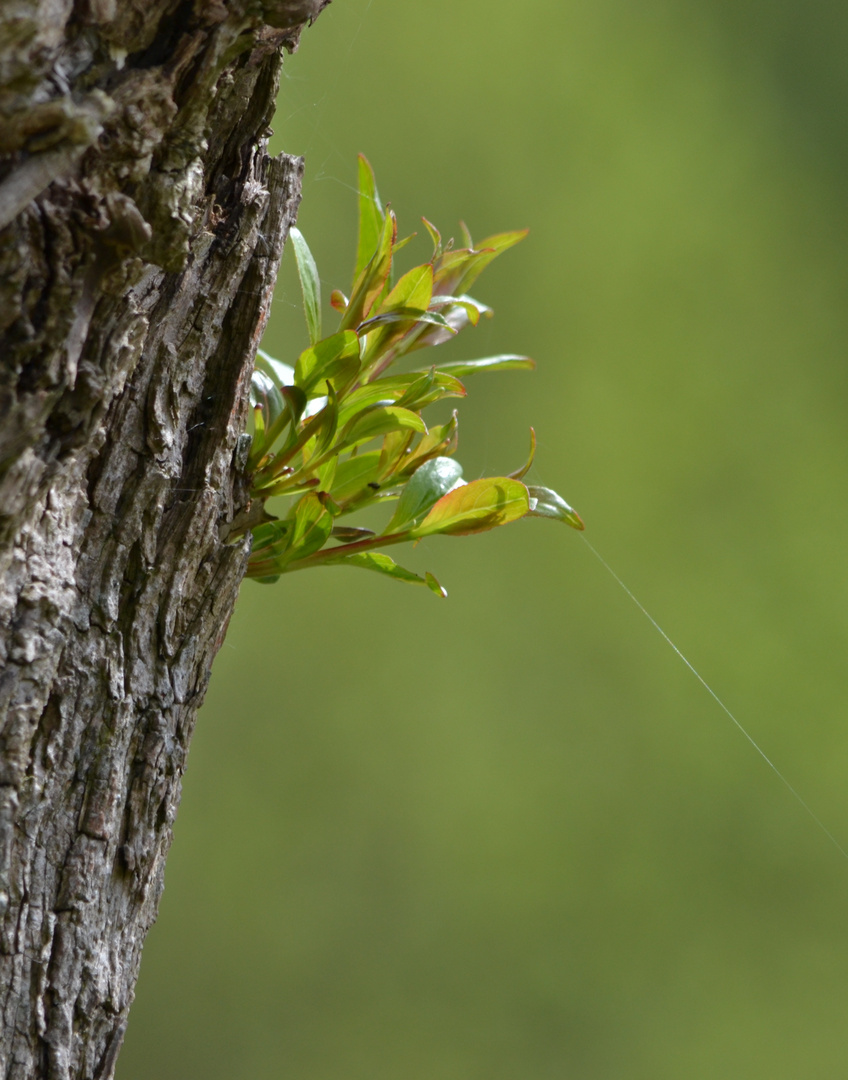 What's at the End of a Silver Thread?