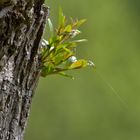 What's at the End of a Silver Thread?