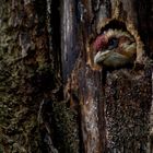 What's for dinner...(Crested Barbet chick)†