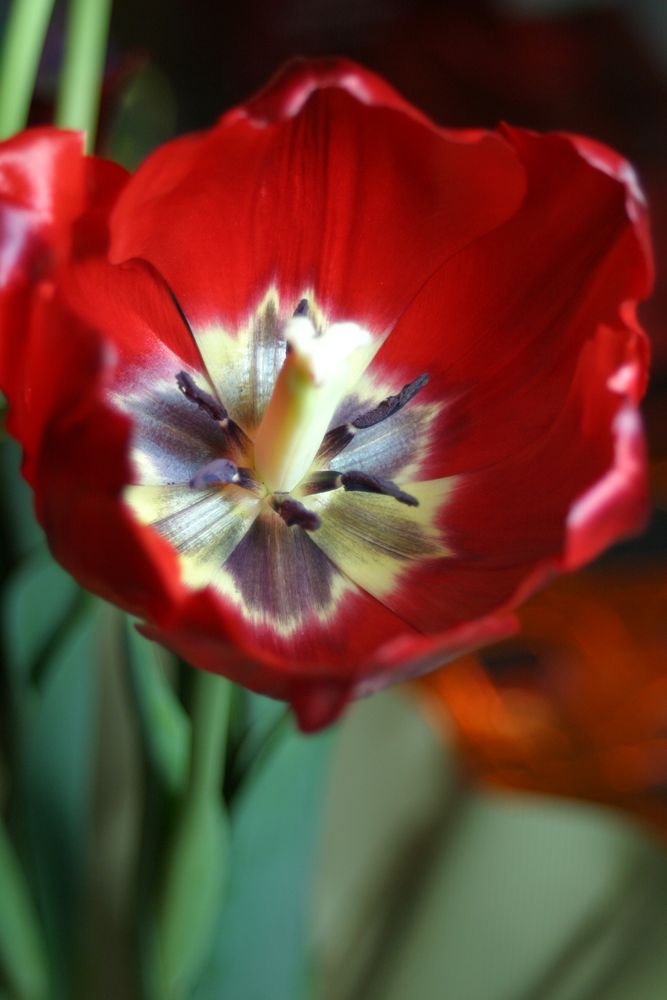 whats in a Tulip