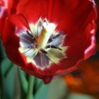 whats in a Tulip