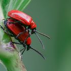 "what's on your back like that...." - Living in habitat