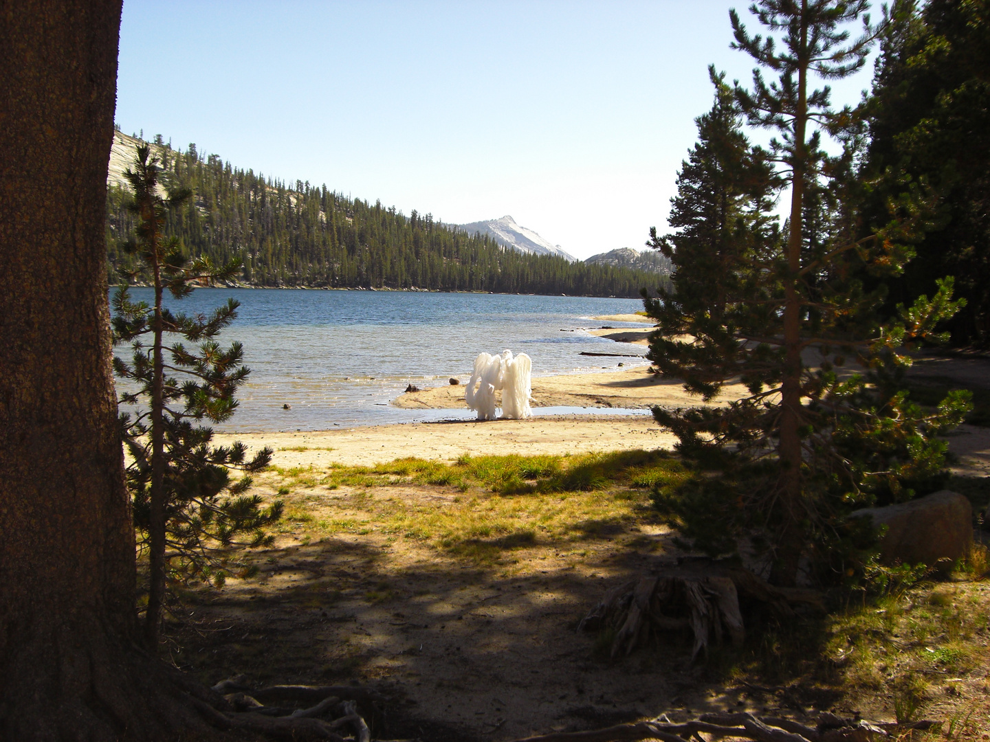 What´s that? Seen at Tioga Pass California