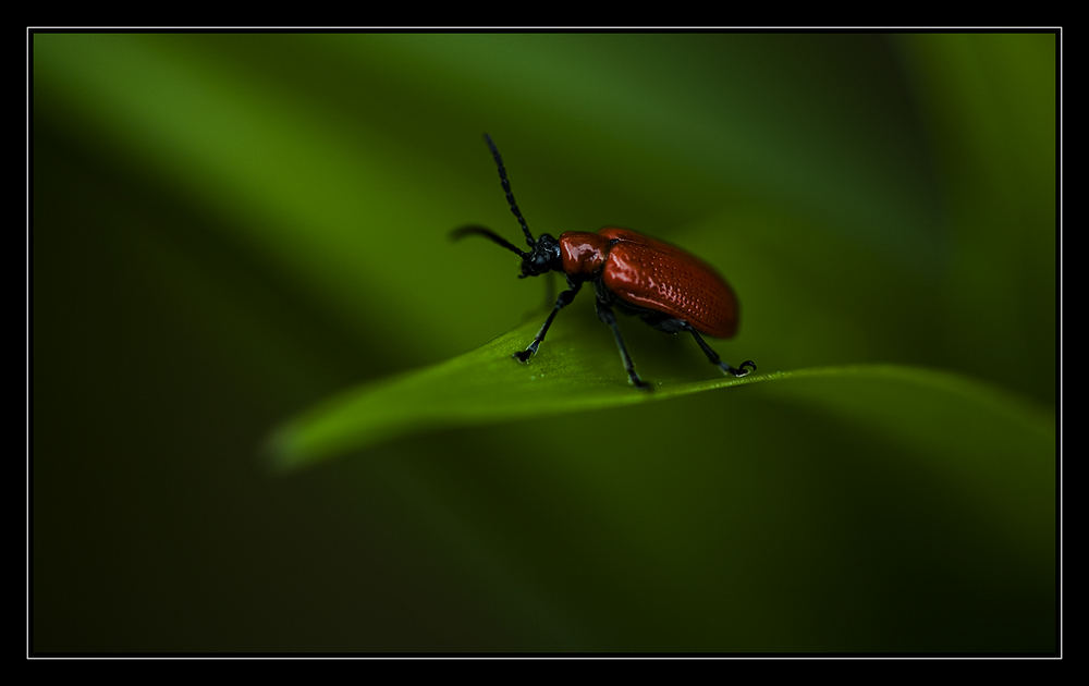 What's the name of this beetle????