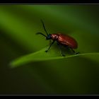 What's the name of this beetle????