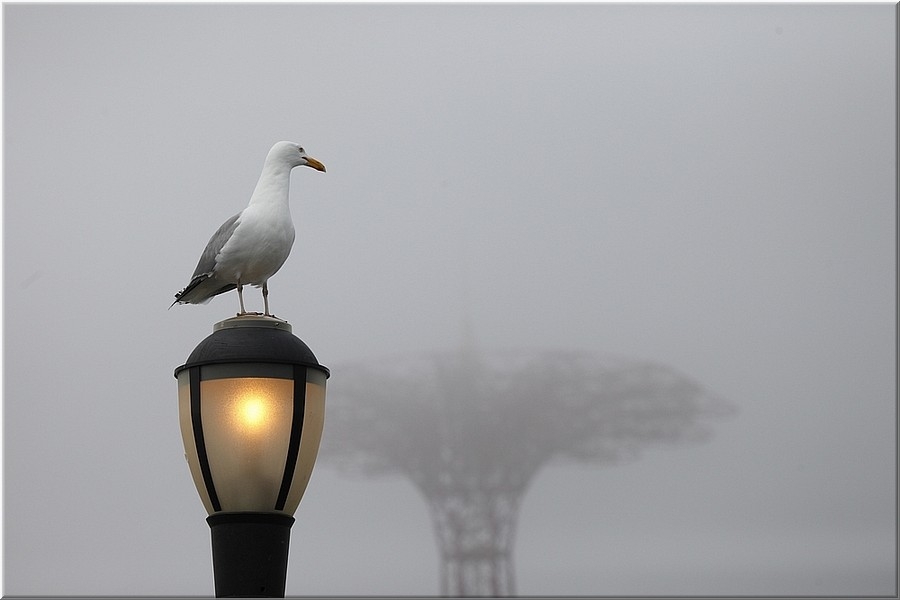 what´s there - Möwe bei Coney Island - New York Brooklyn