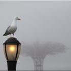 what´s there - Möwe bei Coney Island - New York Brooklyn