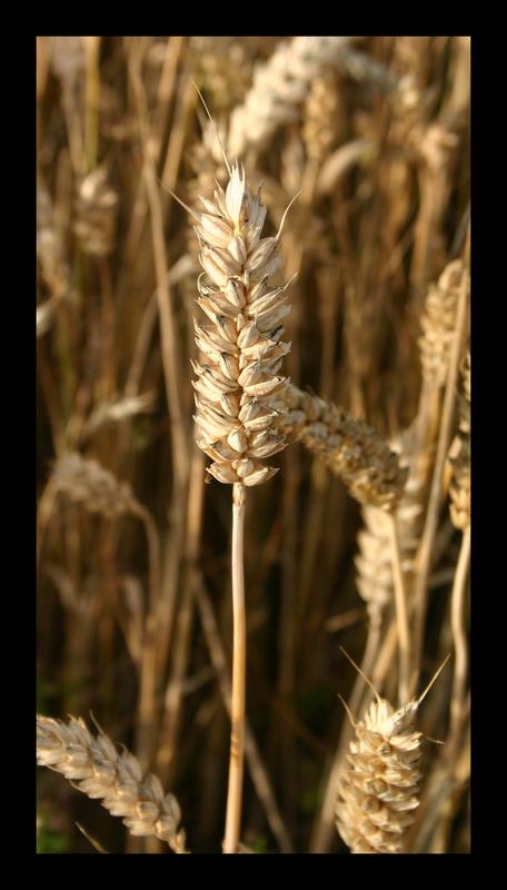 wheat 2005