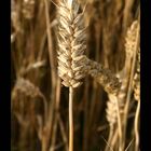 wheat 2005