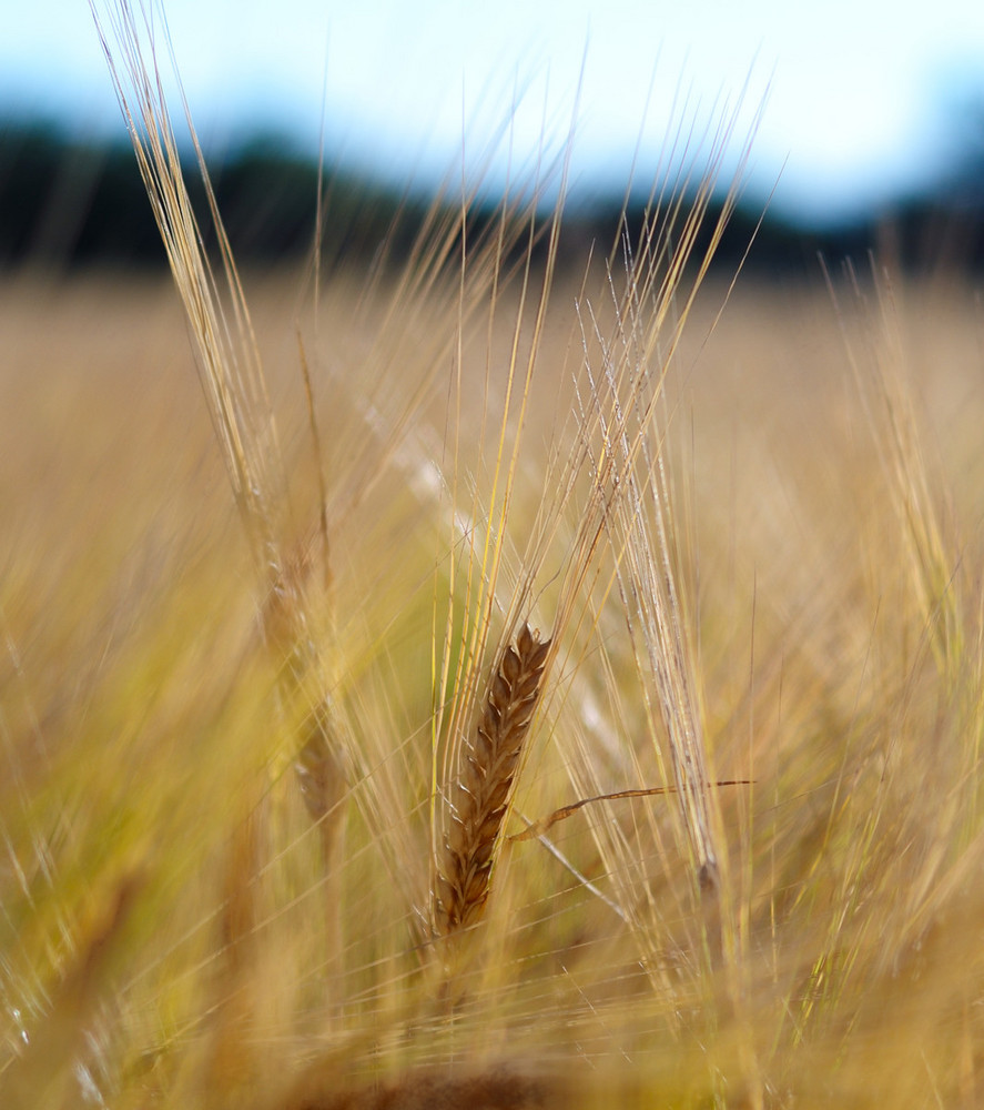 Wheat