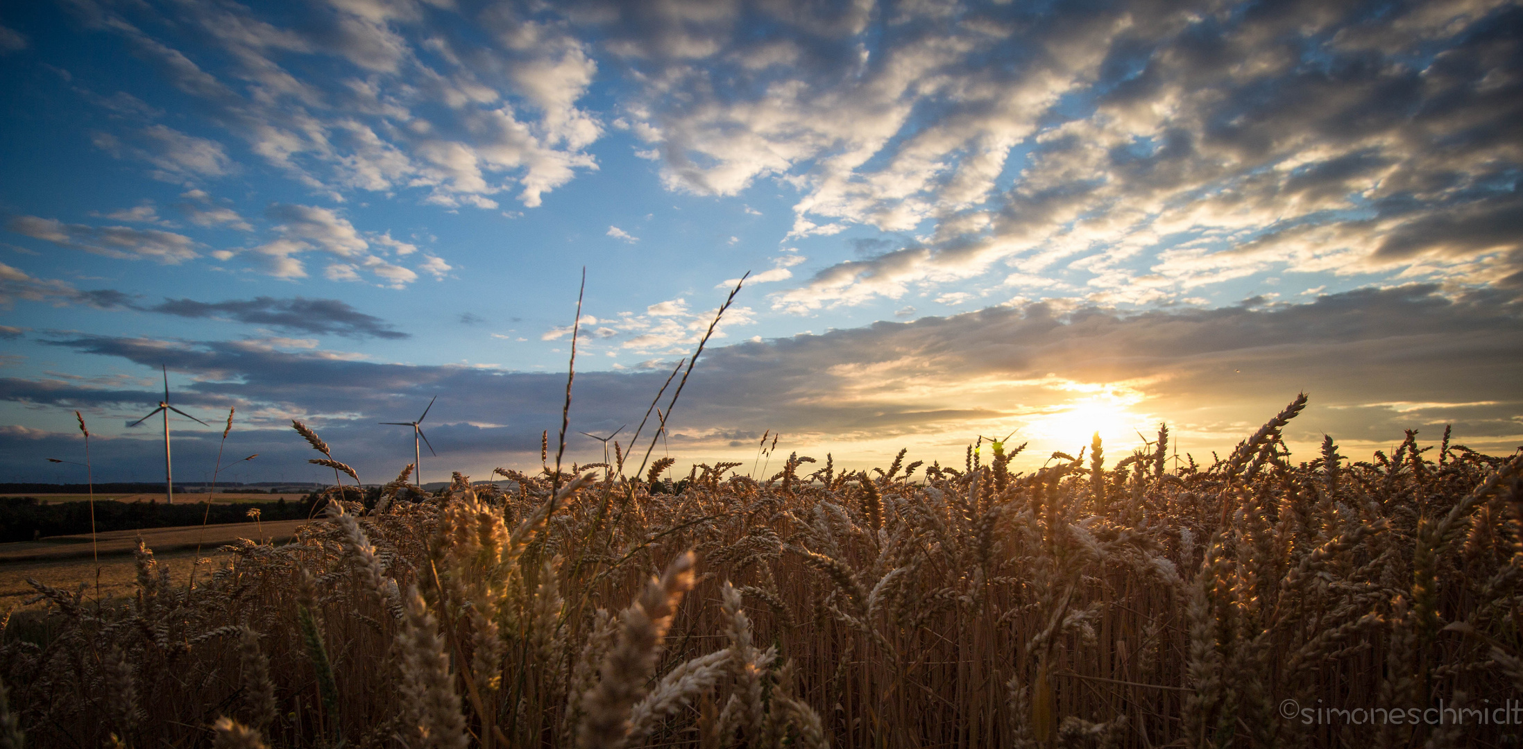 Wheat.