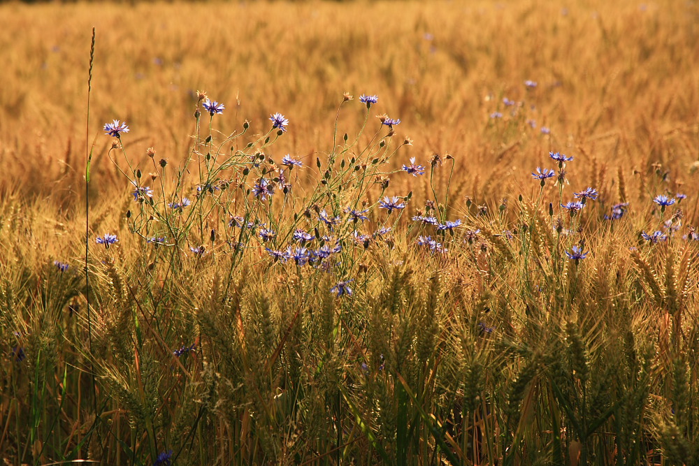 wheat and flower