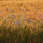 wheat and flower