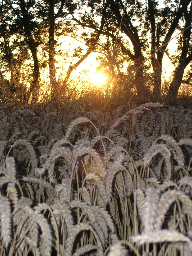 Wheat at sunset